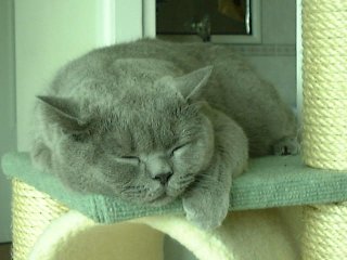 Greymeow Sleep