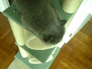 Greymeow Sleep