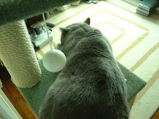 Greymeow Sleep