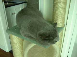 Greymeow Sleep