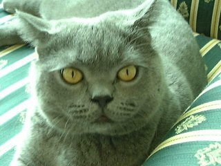 Greymeow on Sofa