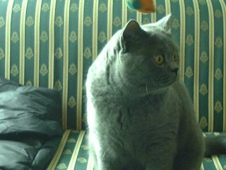 Greymeow on Sofa