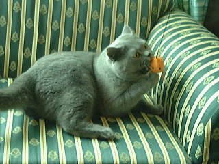 Greymeow on Sofa