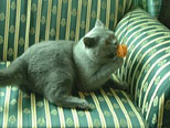 Greymeow photos (1999)
