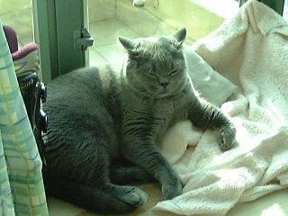 Greymeow Sunbath