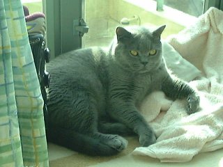 Greymeow Sunbath