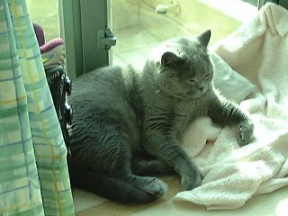 Greymeow Sunbath