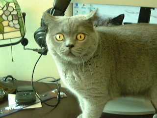 Greymeow on Table