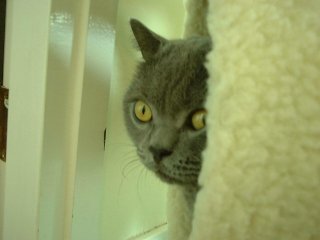 Greymeow in Tree