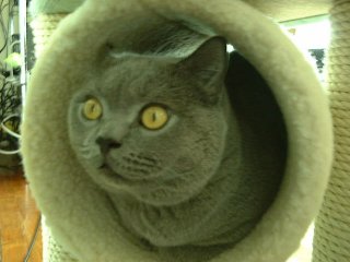 Greymeow in Tree