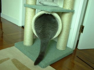 Greymeow in Tree