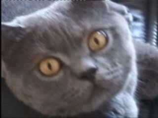 Video Greymeow