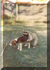 coondog2.jpg (21071 bytes)