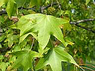 IMAG0010.JPG