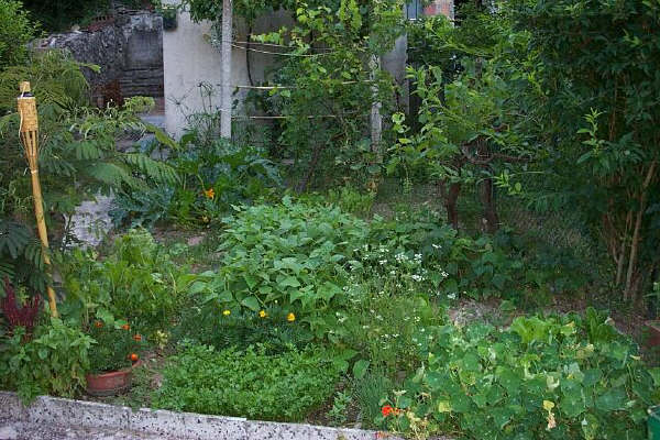 june 03 garden