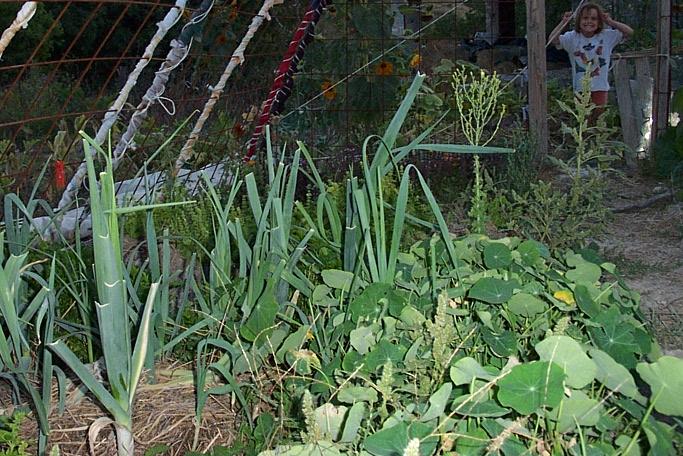 leeks