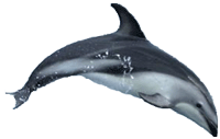 Dusky Dolphin