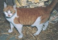 SAMMY