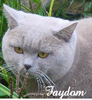 British Shorthair
and
  Lowlander Webring