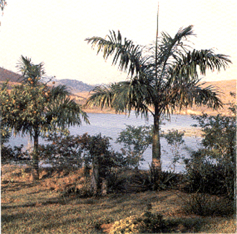 Vista