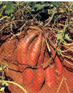 BATATA