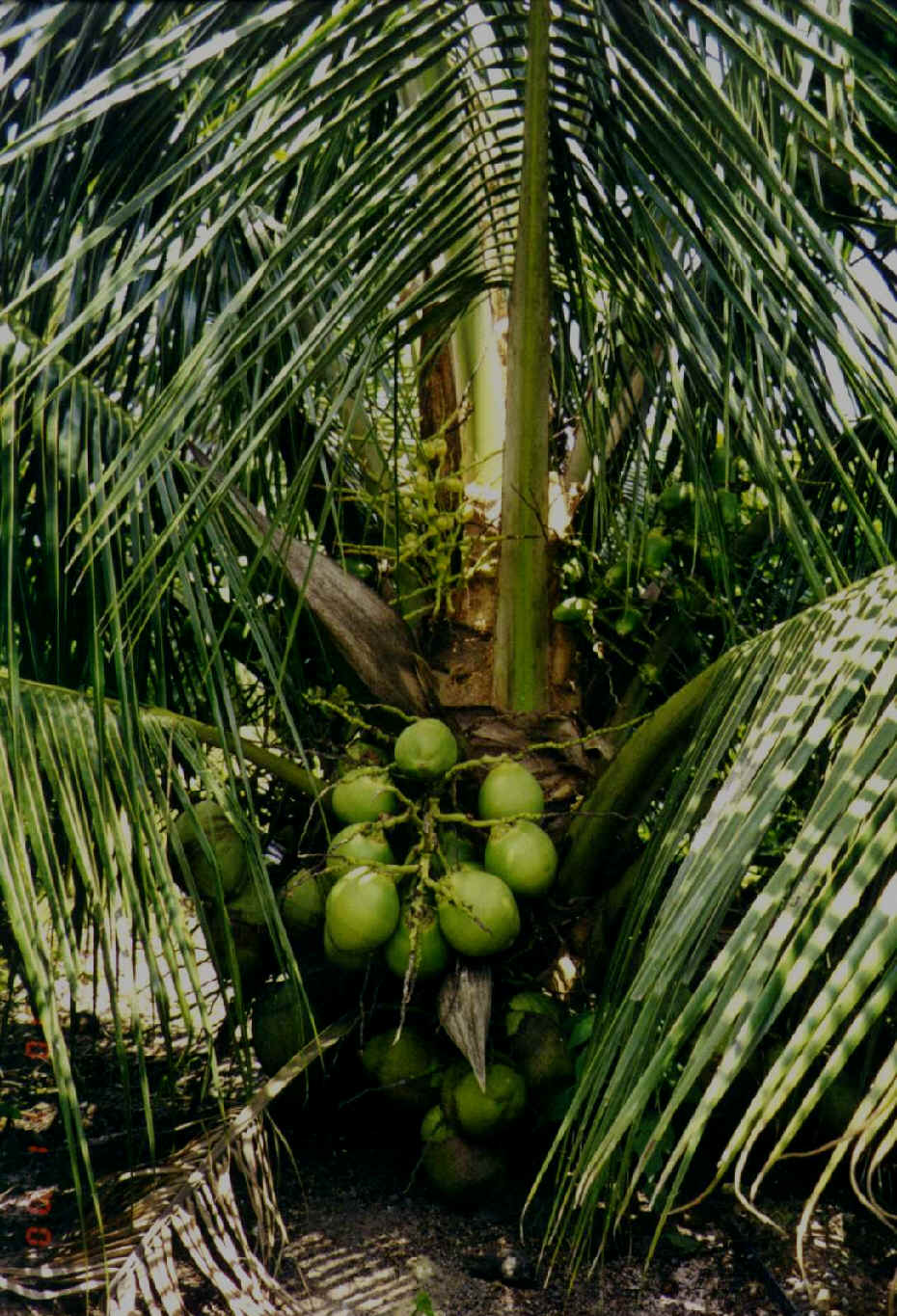 COCO
