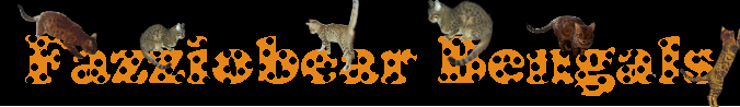 Fazziobear Bengal Cattery