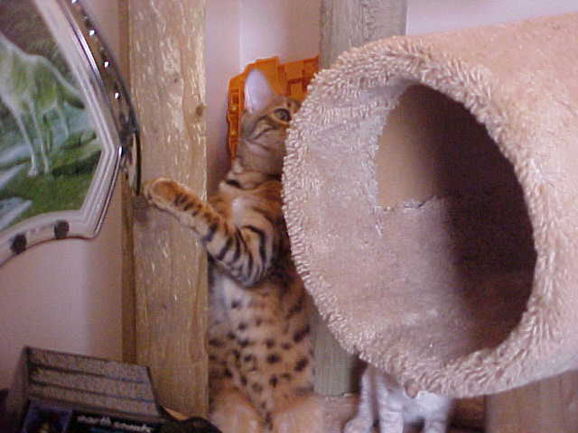 Welcome to Fazziobear Bengal Cattery!