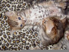 Click for Available Kittens