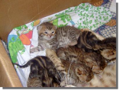 Click here to see Available Babies
