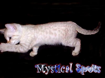 Fazziobear's Mystical Spots....our gorgeous seal lynx spotted girl for the future of Fazziobear Bengals!
