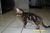 marble boy out of Siraya & Luxor of Royalspots