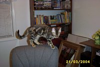 Indy&nbsp; (Siraya X Luxor)
