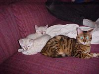 Shakarri (SIRAYA X SOLOMON) with 2 snows (SIRAYA X LUXOR)
