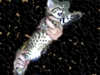 spotted boy out of SIRAYA X SOLOMON