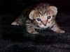A georgeous spotted male out of SIRAYA X LUXOR
