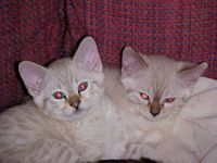 SIRAYA X LUXOR -Two lynx snow spotted kittens