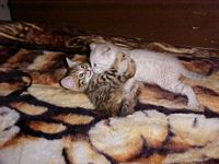 SIRAYA X LUXOR -2 male kittens out of Siraya's second litter