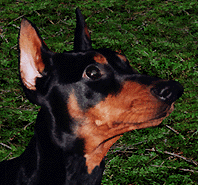[Picure of a cropped GP]