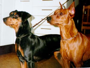 [Picure of the pair one corpped and one not]