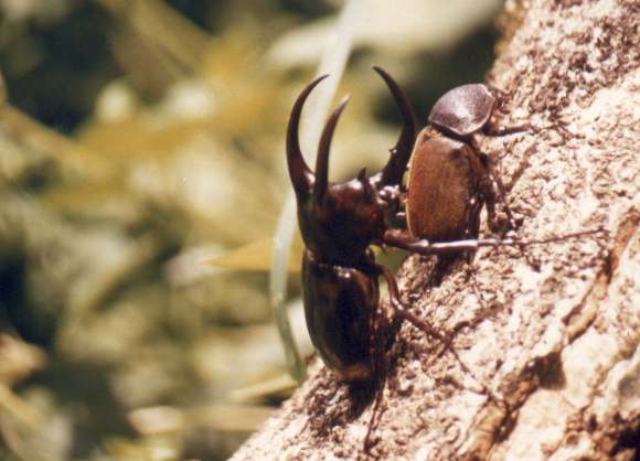 Atlas Beetles (pair)