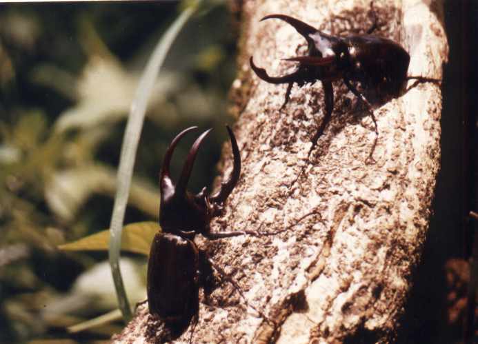 Atlas Beetles (males)