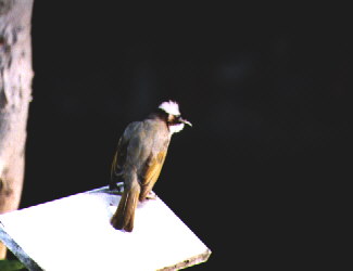 Chinese Bulbul