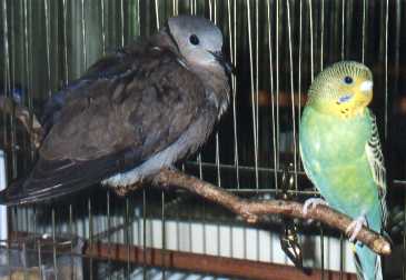 Stanley with Red Turtle Dove (Dorothy)