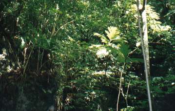 Habitat of Paradise Flycatcher