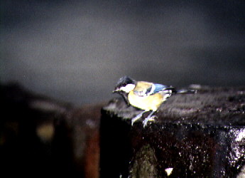 Green-backed Tit (female)