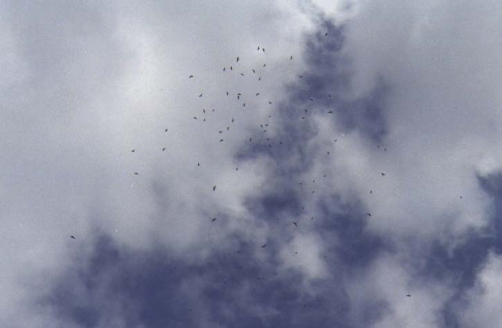 Flocks of Grey-faced Buzzard-eagles dot the sky.