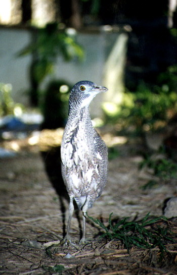 Tiger Bittern (immature)