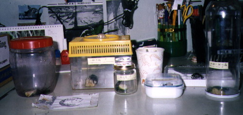 My Summer Collection of Pet Insects