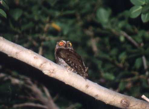 Lanyu Scops Owl